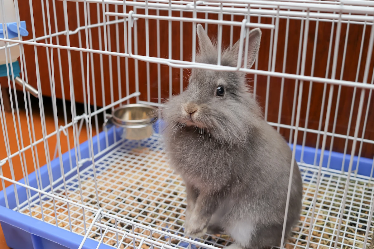 アピール別｜ペット業界の志望動機 例文集